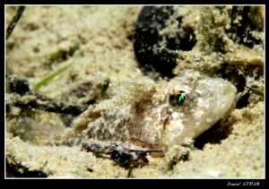 Cottus gobio and larvae :-D by Daniel Strub 
